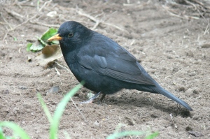 Blackbird1